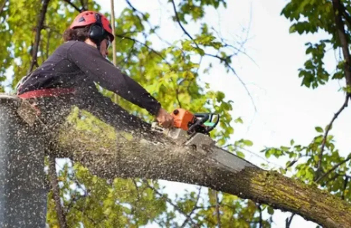 Person using a chainsaw to cut a tree branch, with wood chips flying in a leafy outdoor setting