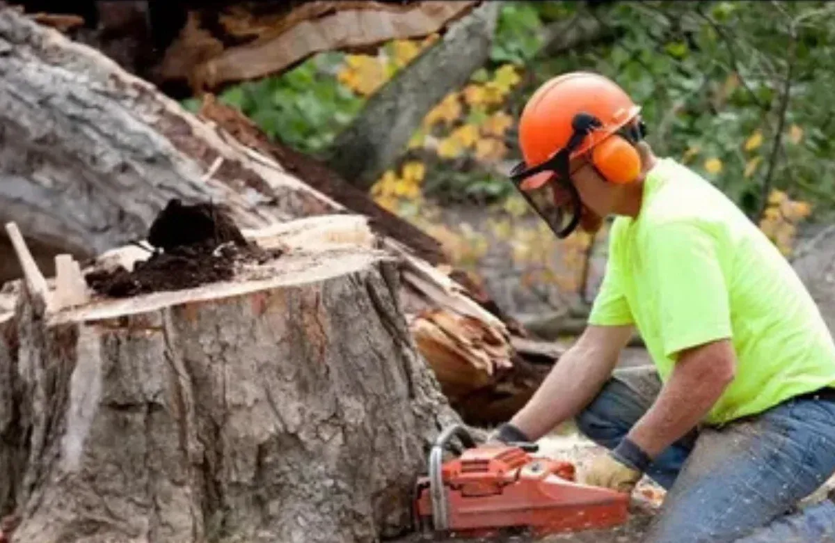 Worker in orange helmet uses chainsaw on fallen tree trunk outdoors