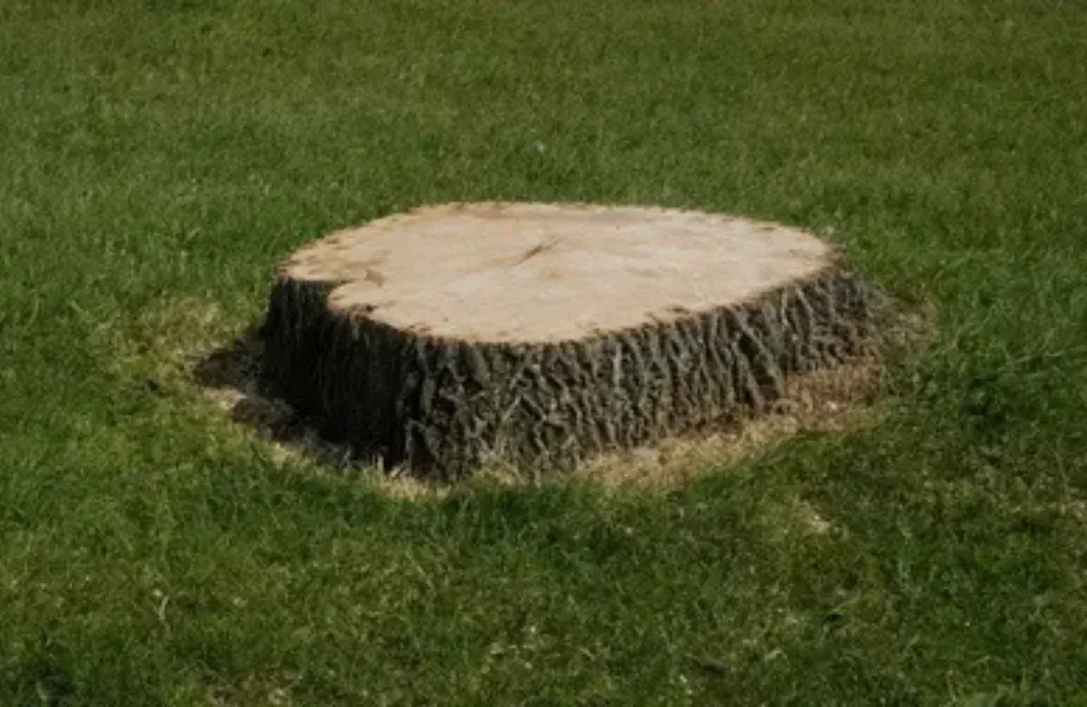 Freshly cut tree stump in green grass, with bark around the edges