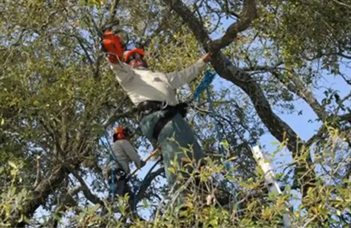 Two tree workers in orange gear suspended in a white hammock among branches