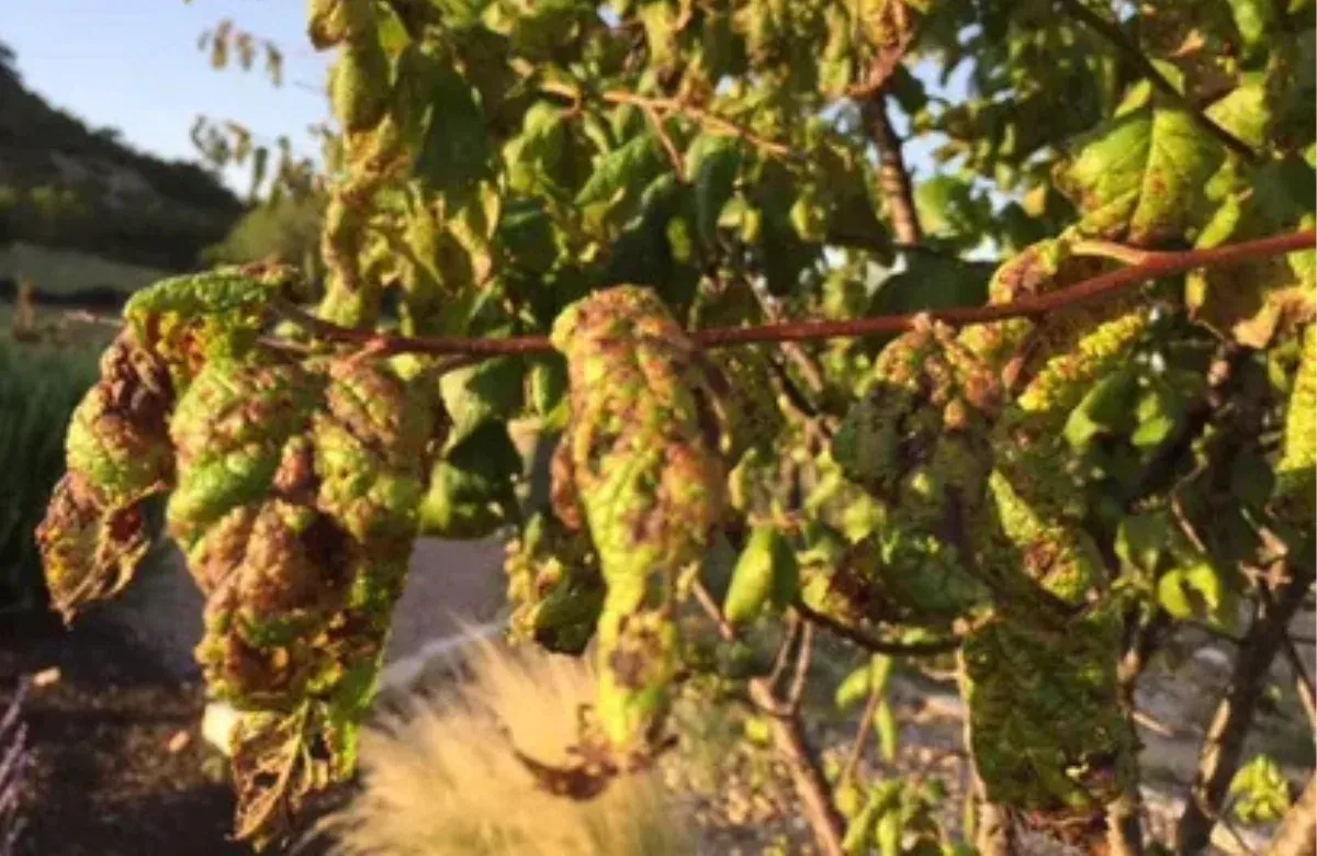 Grapevine leaves with large green and brown galls, showing pest damage in a sunny field.