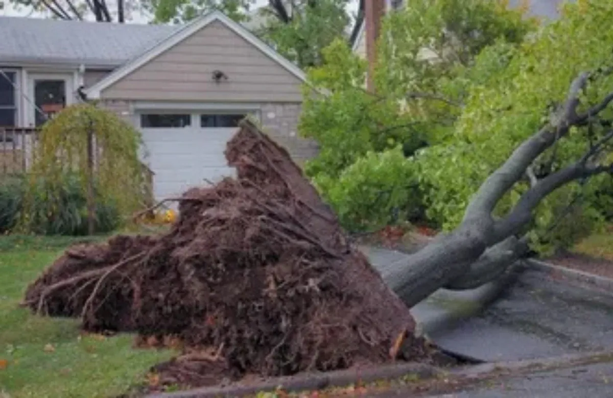 Uprooted tree fallen across a driveway in front of a house after storm damage