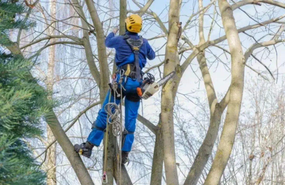 Arborist in blue climbing gear and yellow helmet working high in a leafless tree