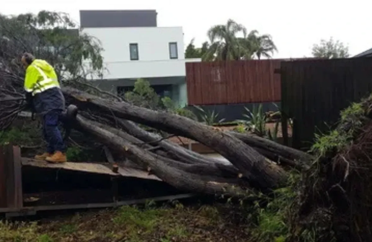 Worker loading large tree trunks onto a truck near a house after storm cleanup
