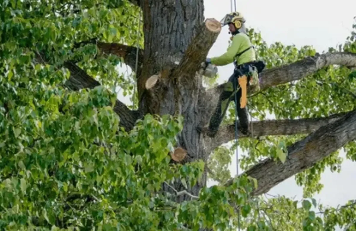 Arborist wearing safety gear trims a large tree branch high above the ground.