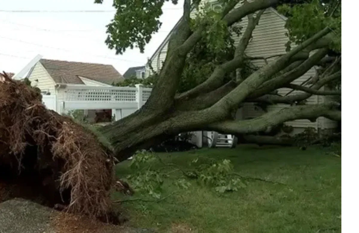 Uprooted tree fallen across a yard beside a house after a storm