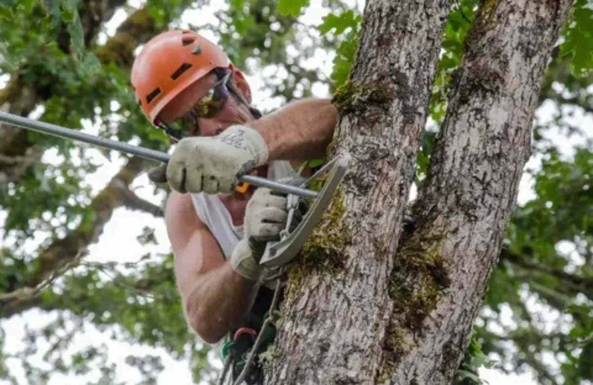 Arborist in orange helmet climbing a tree with safety harness and ropes