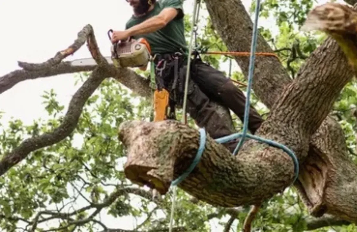 Person in a harness cutting a large tree branch while standing on a tree limb