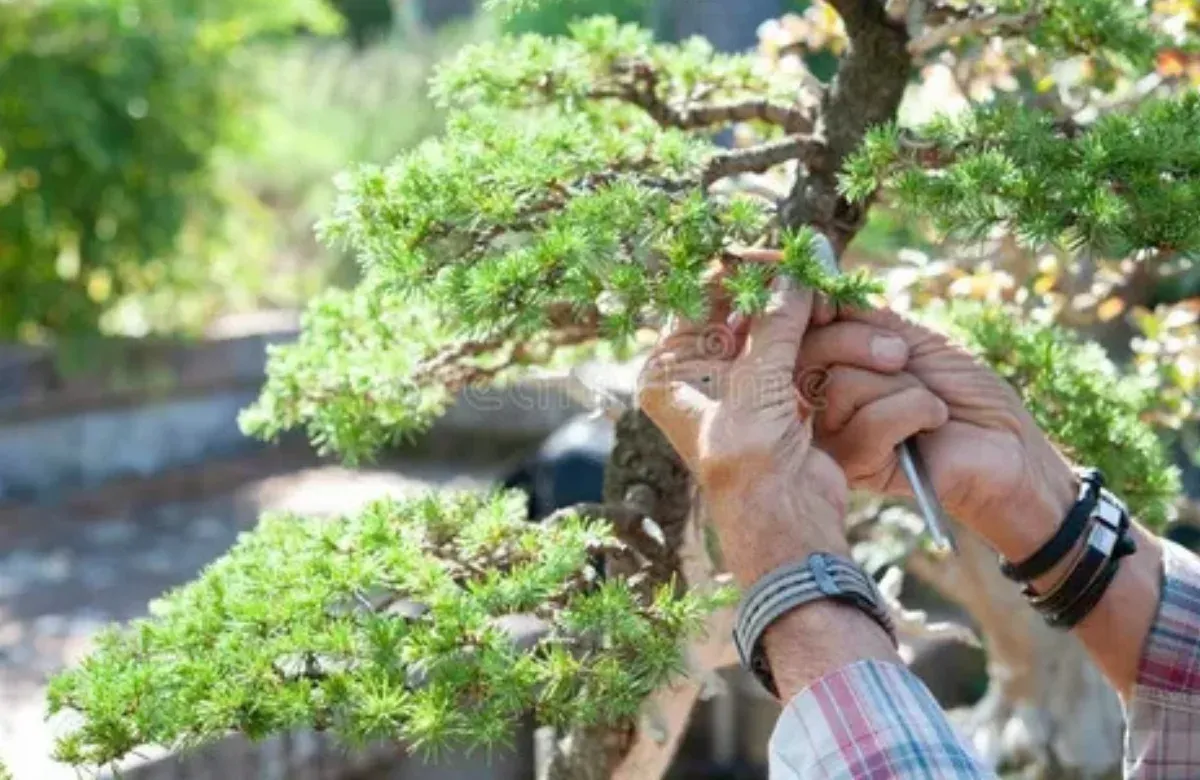 Hands pruning a bonsai tree with green foliage outdoors