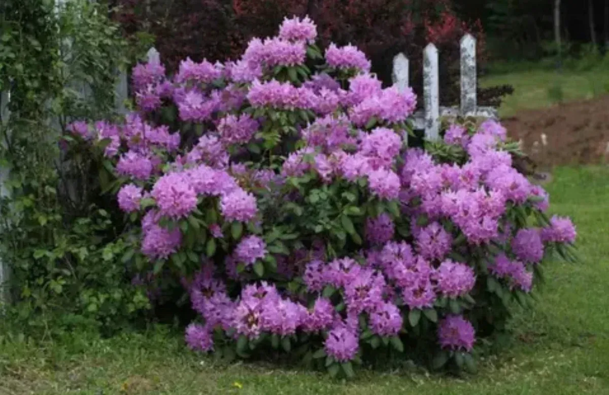 Blooming pink-purple rhododendron bush in a garden beside a grassy lawn