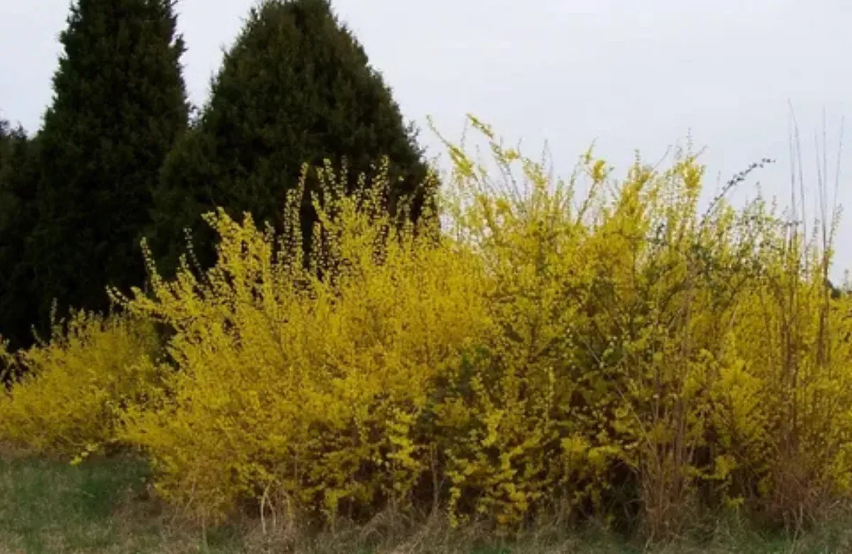 Yellow flowering shrubs in front of dark green evergreen trees under a cloudy sky