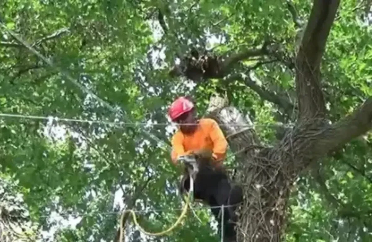Worker in an orange shirt and red helmet climbs a tree among dense green leaves.
