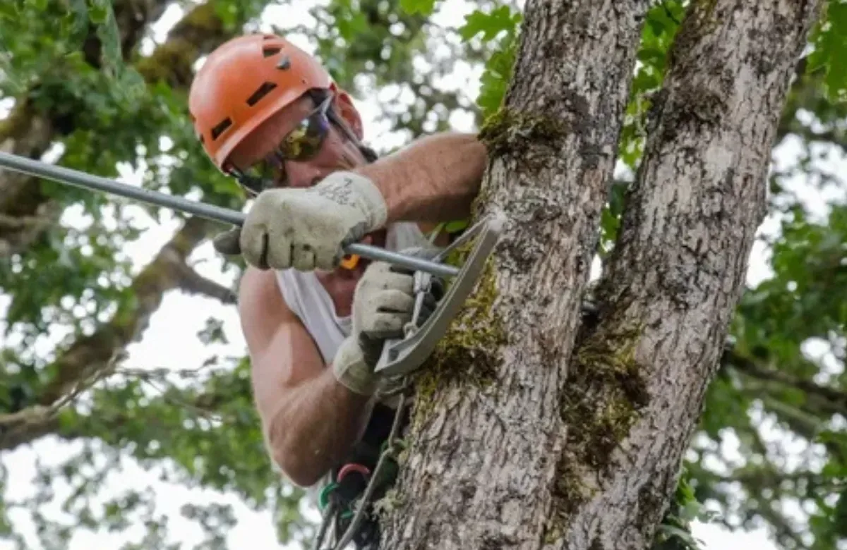 Arborist in orange helmet using a chainsaw while climbing a tree