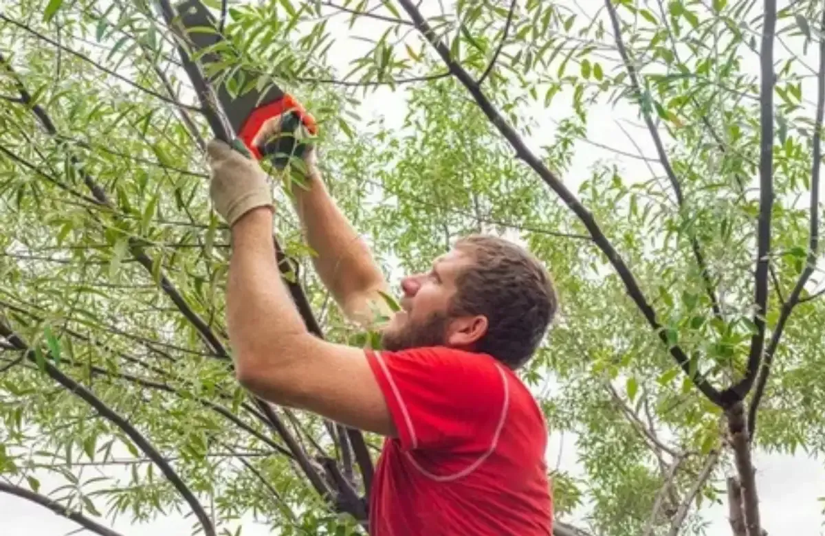 Man in red shirt trimming branches in a leafy tree canopy