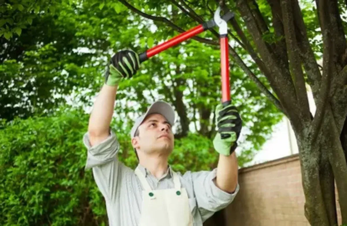 Worker pruning tree branches with red loppers under a leafy canopy