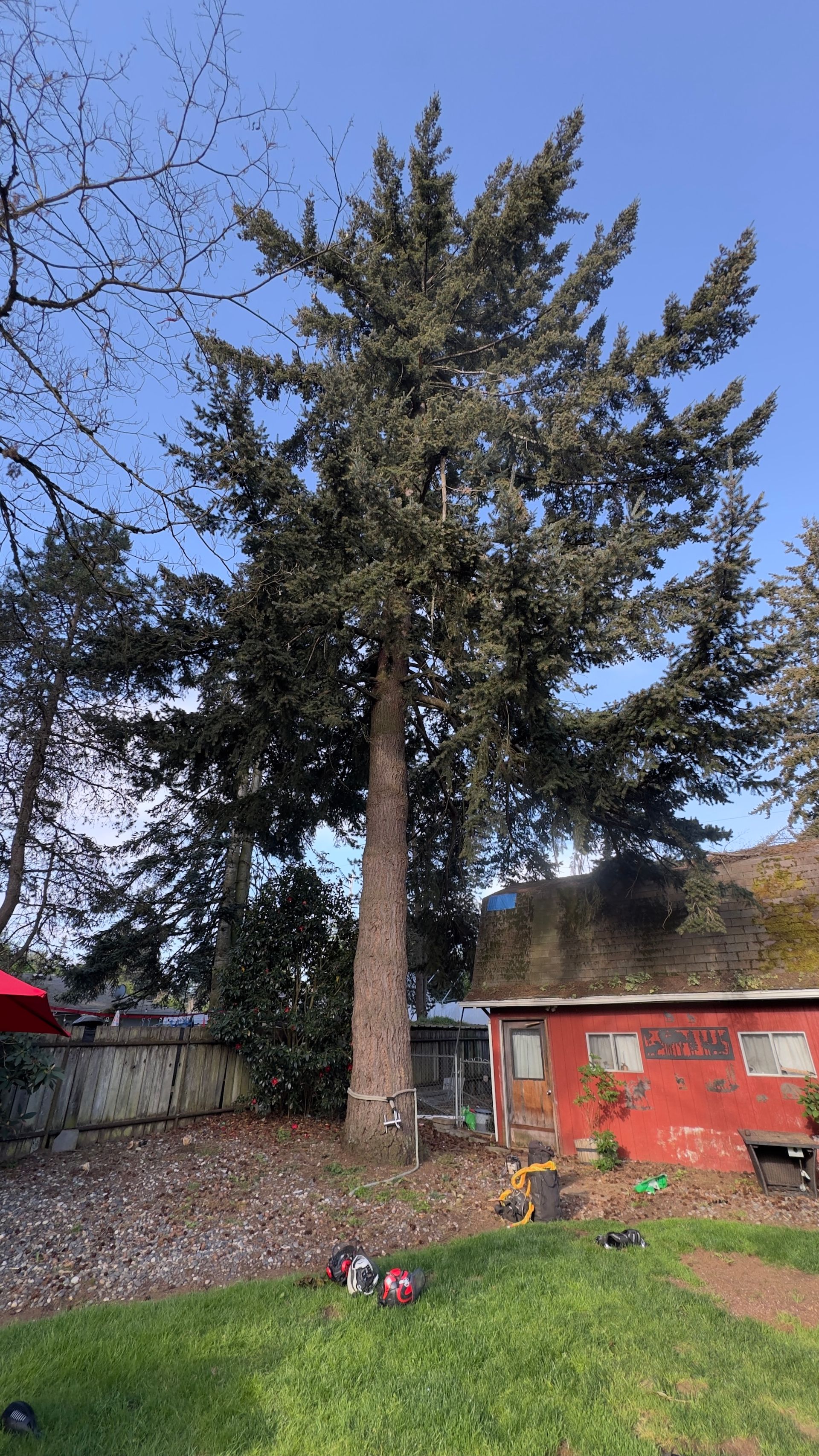 Tall evergreen tree in a backyard with grass, flowers, a fence, and a red shed under a clear blue sky