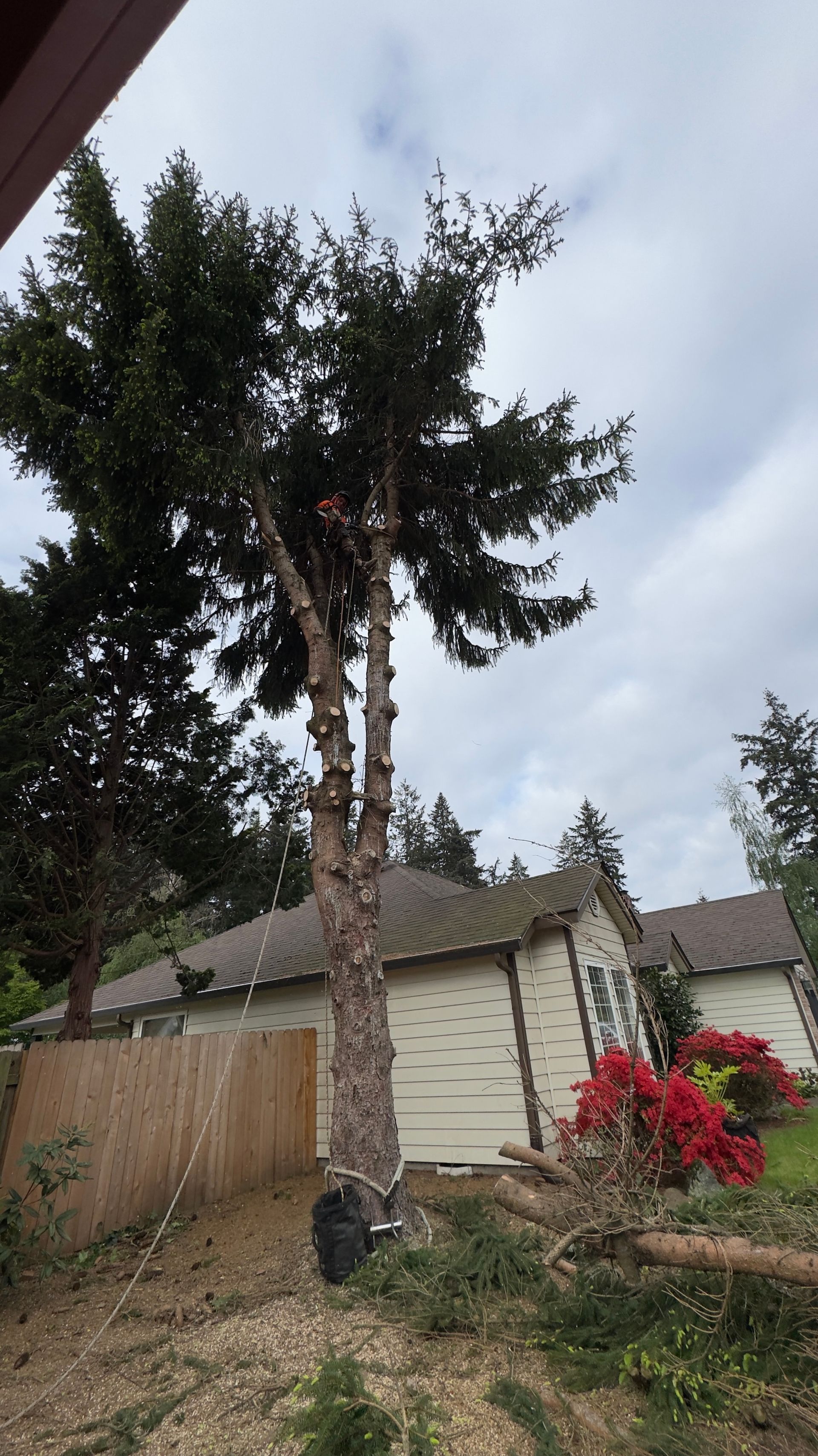 Tall tree in a backyard, with a house, fence, and red flowering shrubs under a cloudy sky.