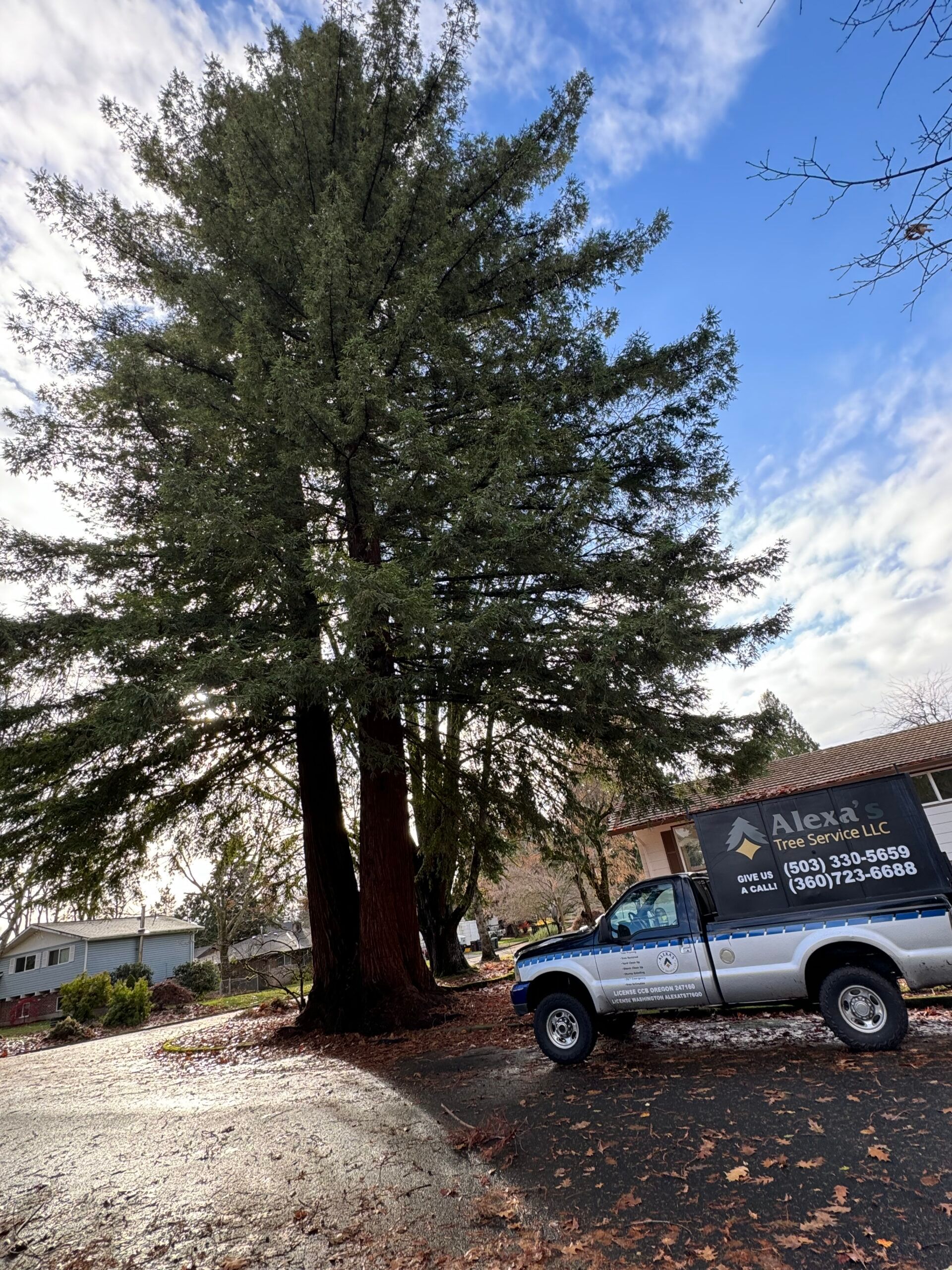 Large tree beside a silver pickup truck in a sunny parking area with houses in the background