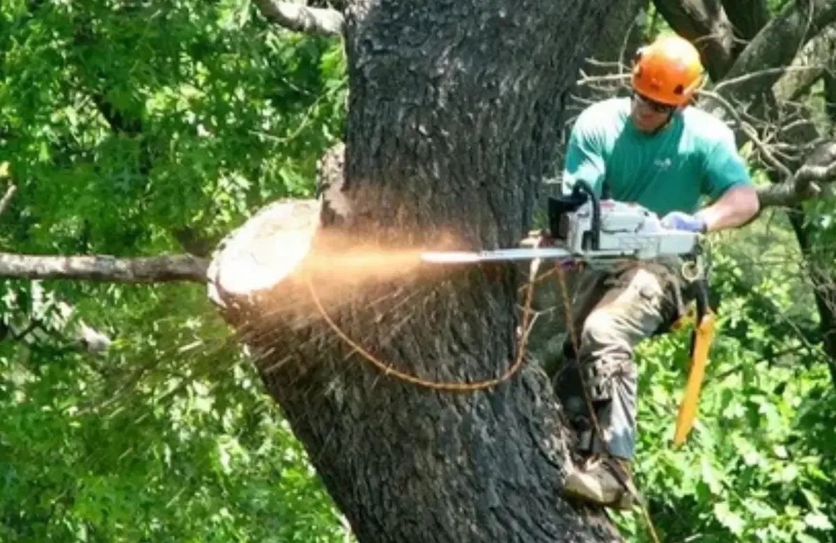 Arborist in orange helmet cutting a large tree branch with a chainsaw, sparks flying in a green wooded area