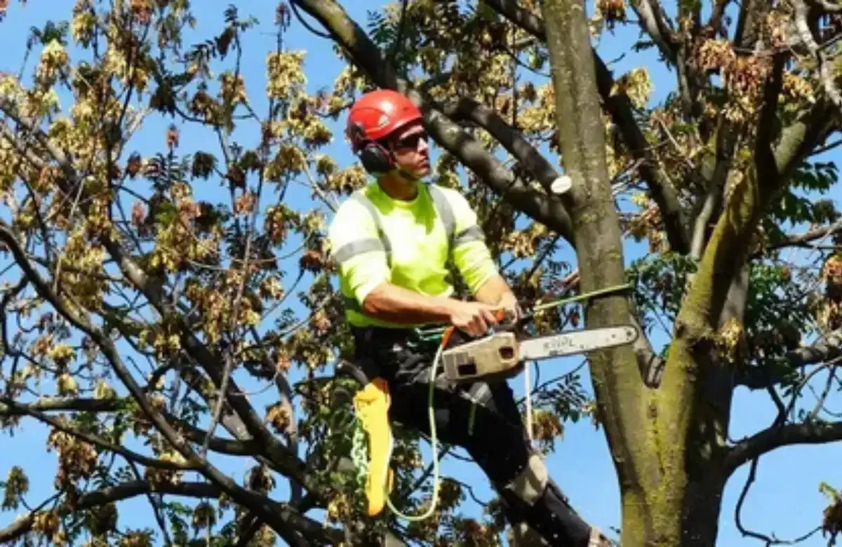 Arborist in red helmet trimming tree branches with a chainsaw among leafy limbs