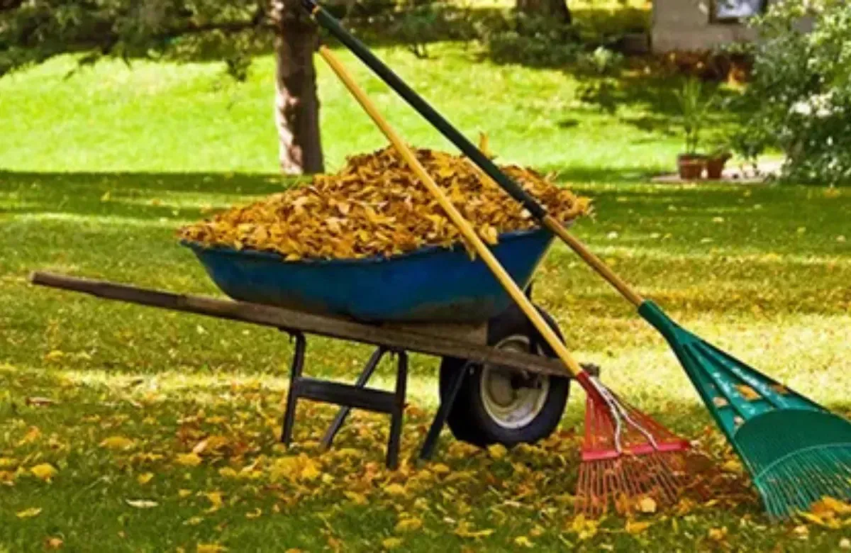 Wheelbarrow full of leaves in a grassy park, with rakes leaning beside it.