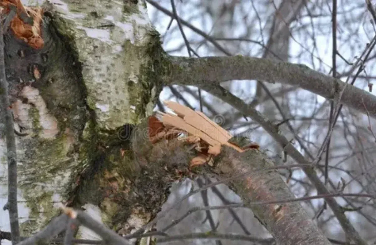 A tan squirrel clings to a mossy tree trunk among bare branches outdoors.