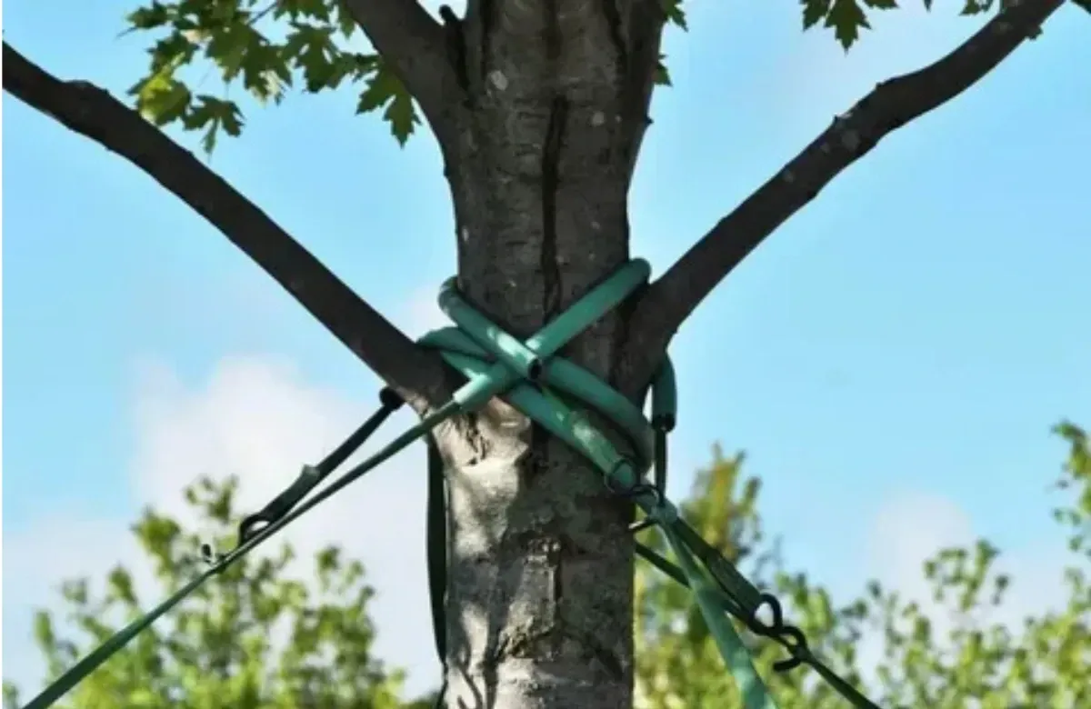Tree trunk with green straps tied around it, against a blue sky and leafy background