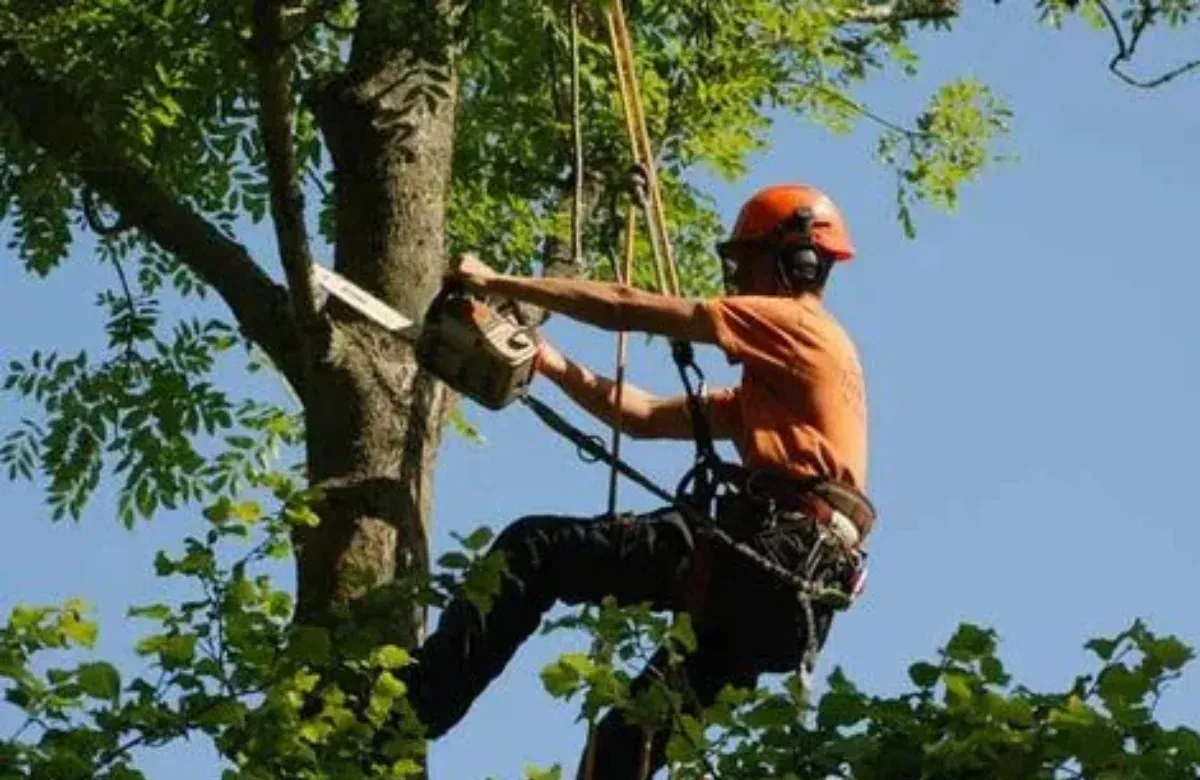Arborist in orange helmet climbing a tree with ropes and chainsaw against a blue sky
