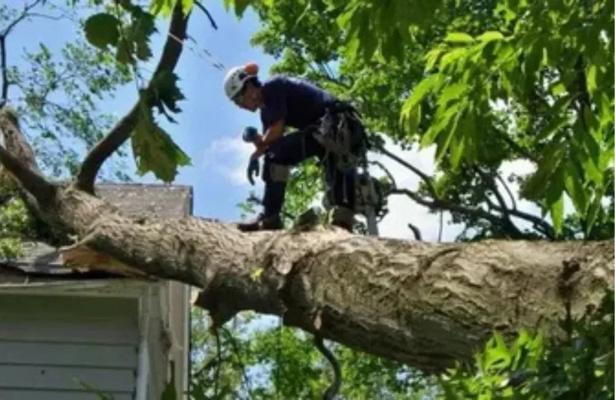 Tree worker standing on a large branch above a house roof, trimming limbs with a chainsaw