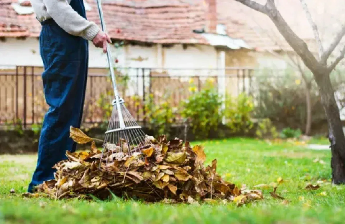 Person raking a pile of autumn leaves in a backyard lawn