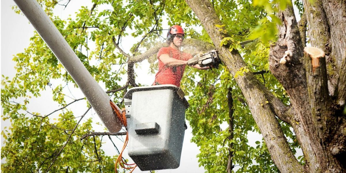 Worker in a cherry picker trimming tree branches beside a utility pole