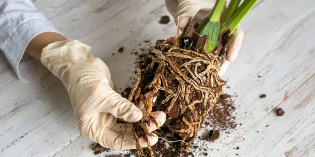 Gloved hands holding a small potted plant with exposed roots and soil