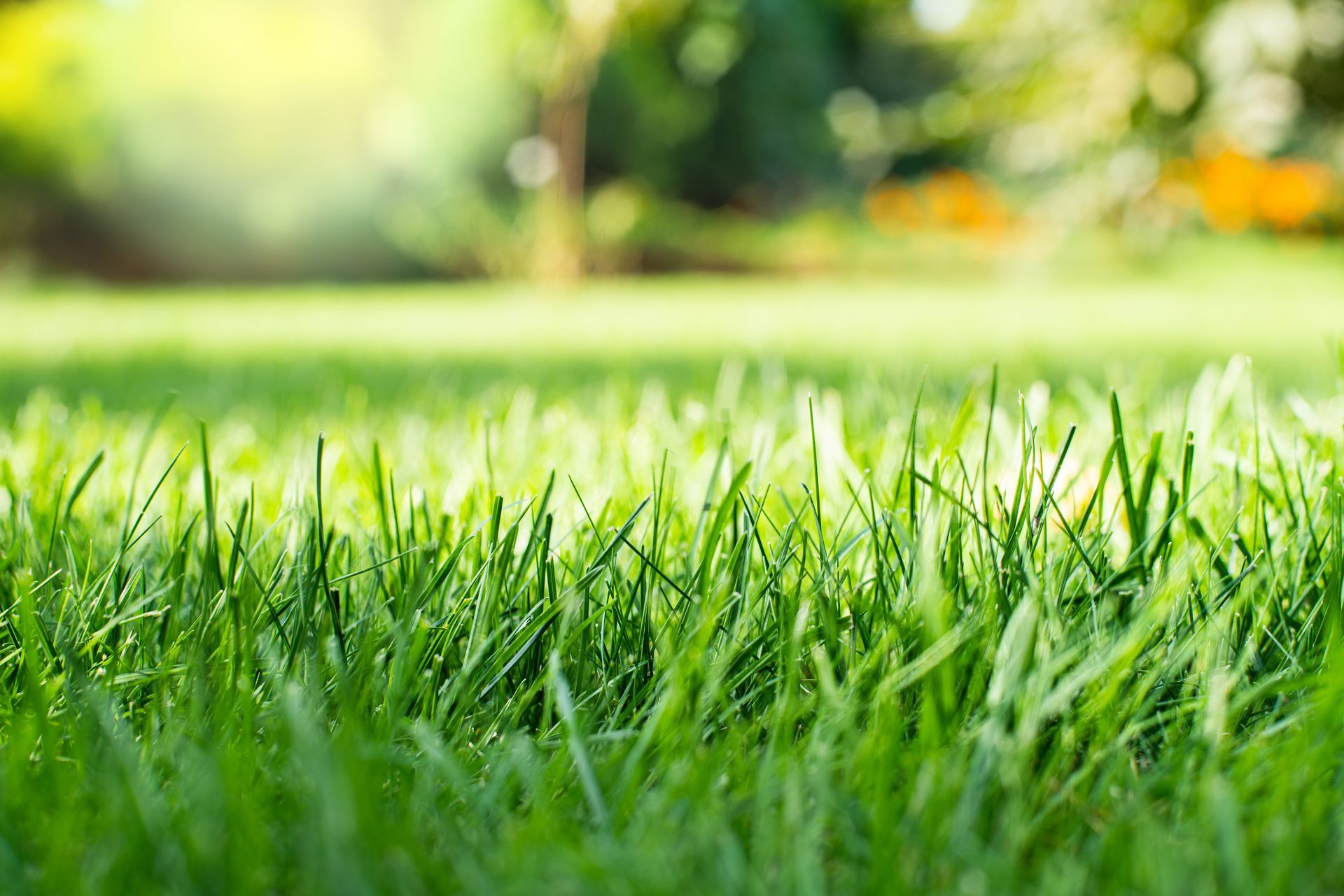 Close-up of a mowed, green backyard grass under the sun.