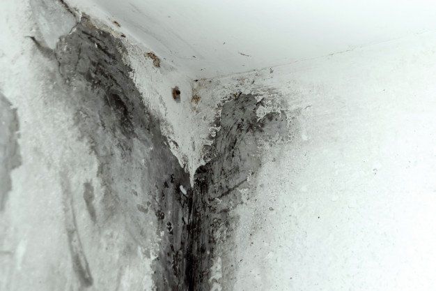 A close up of a mouldy corner of a wall.