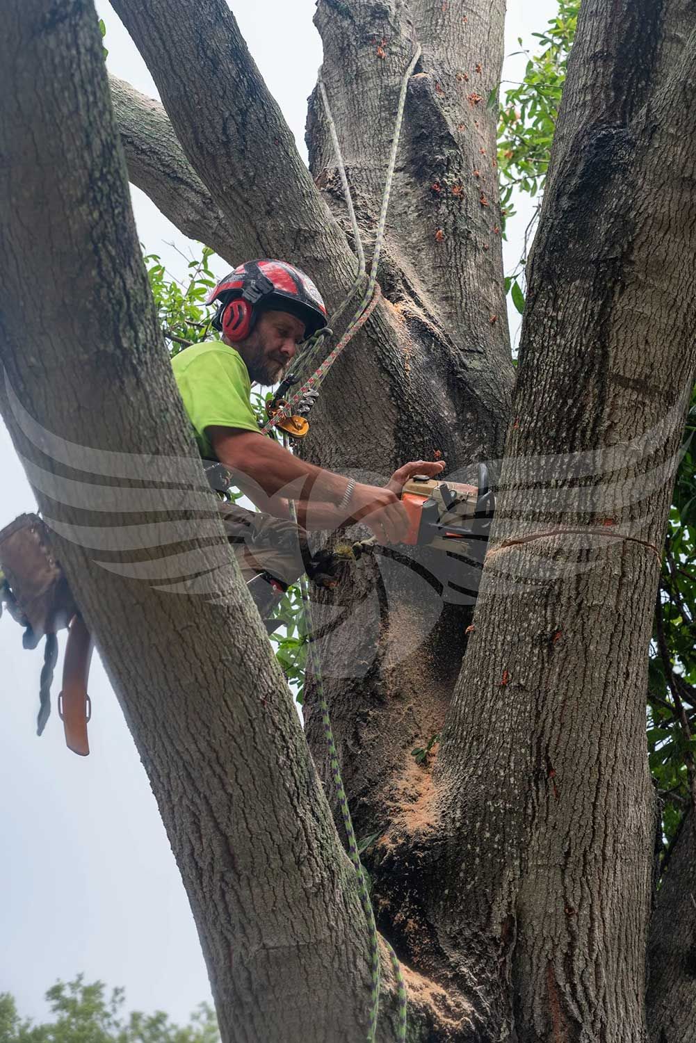 A man is cutting a tree with a chainsaw.