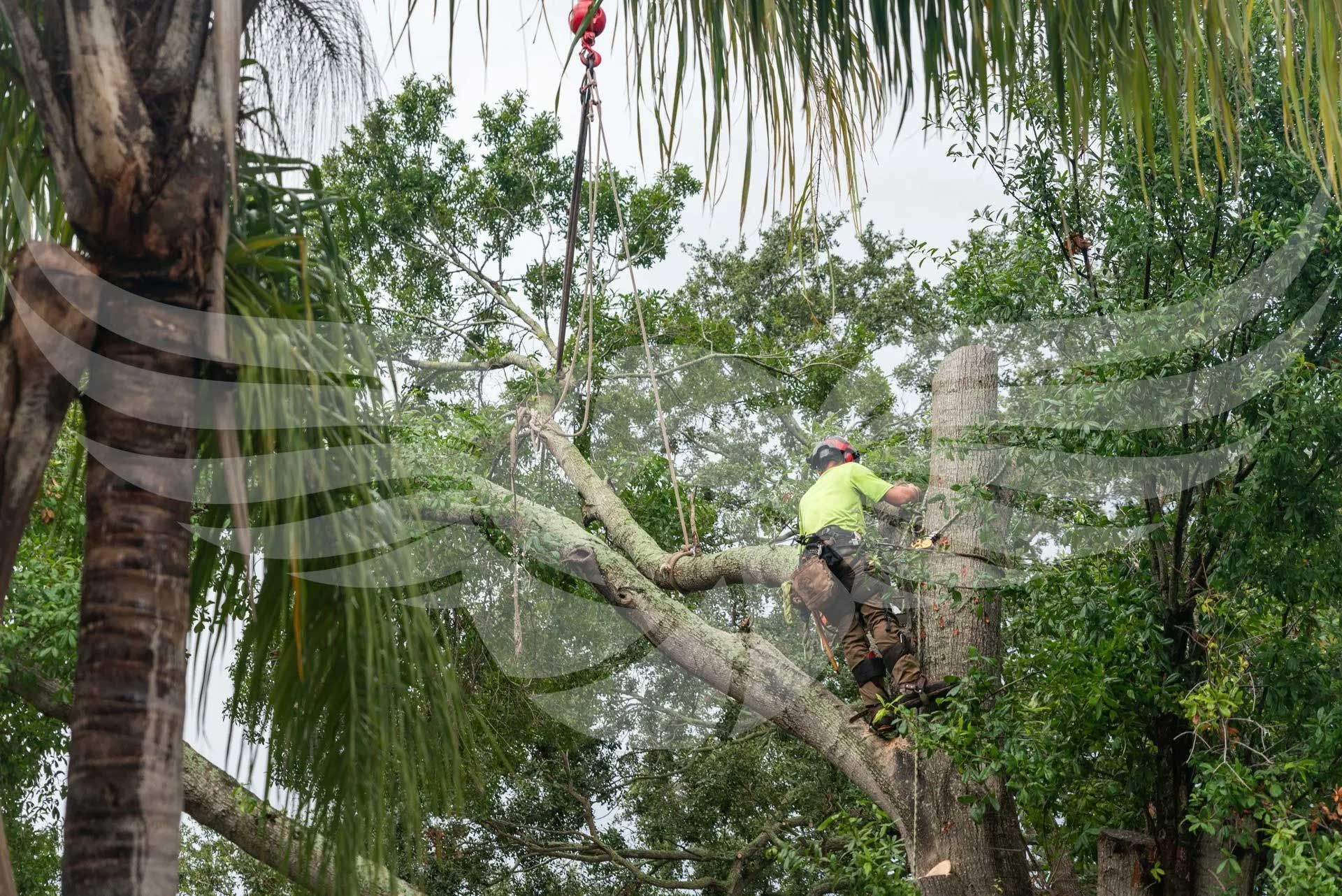 A man is cutting down a tree with a crane.