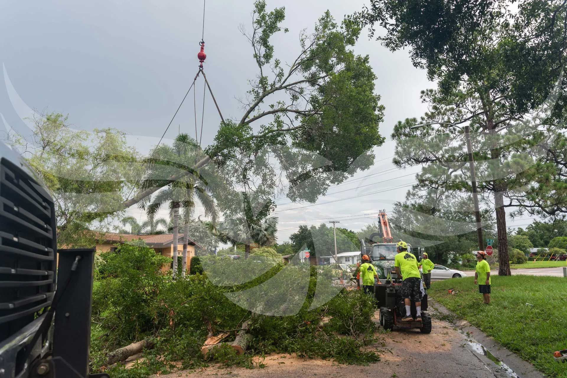Workers providing tree removal with a crane