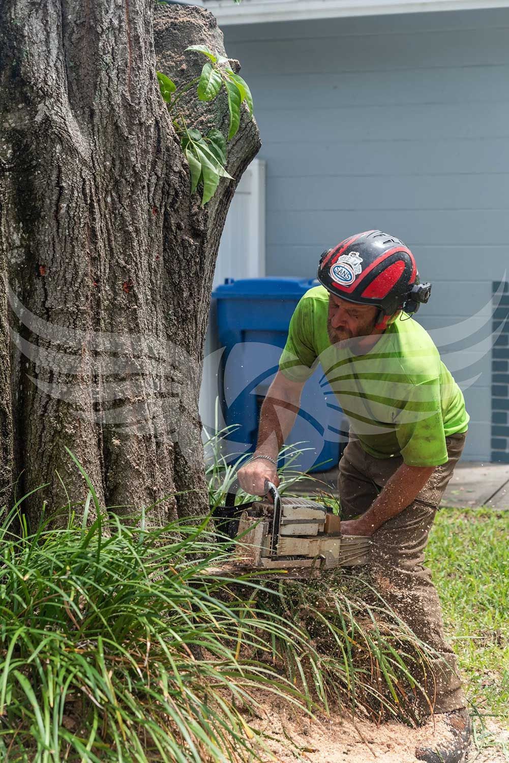 A man is cutting down a tree with a chainsaw.