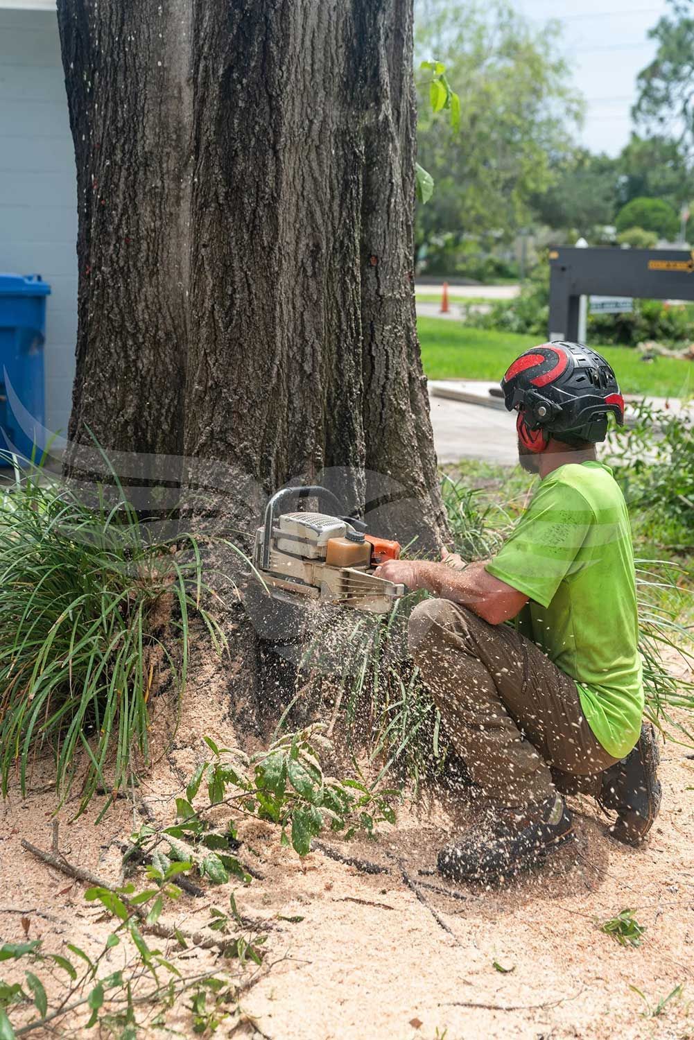A man is cutting a tree with a chainsaw.