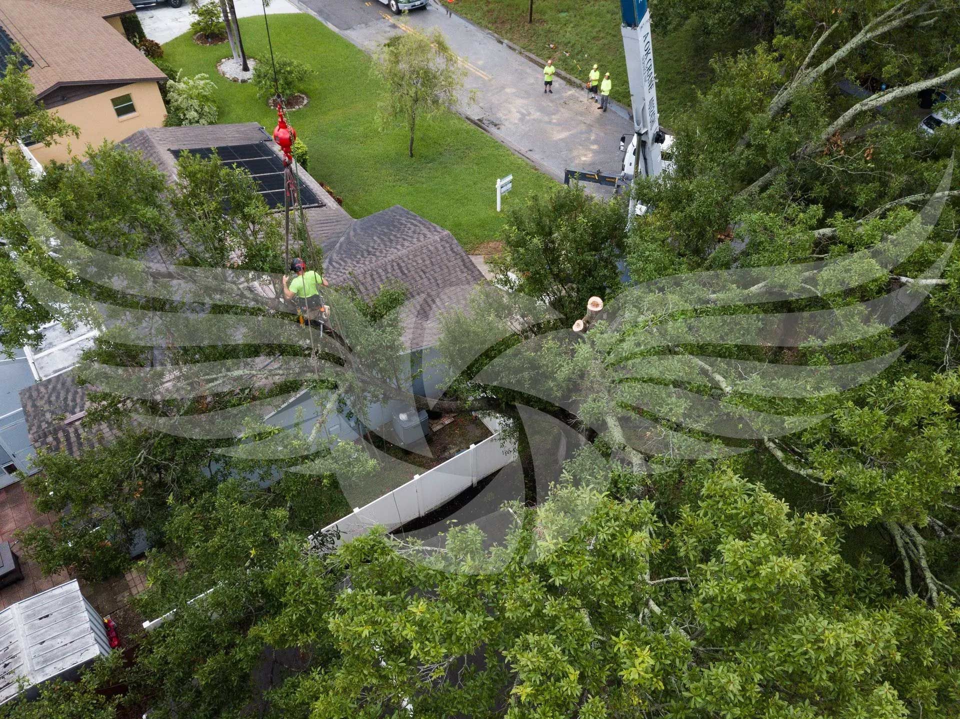 An aerial view of a tree being cut down in a neighborhood.