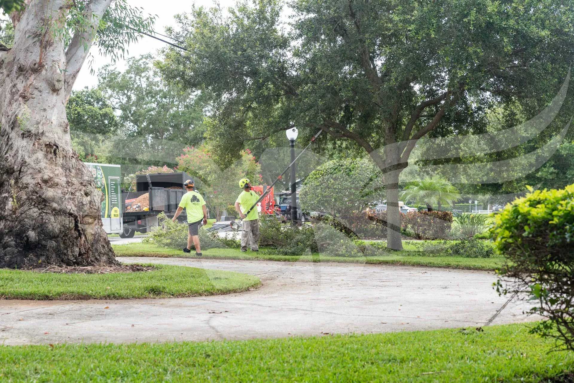 A group of people are walking down a sidewalk next to a fallen tree.