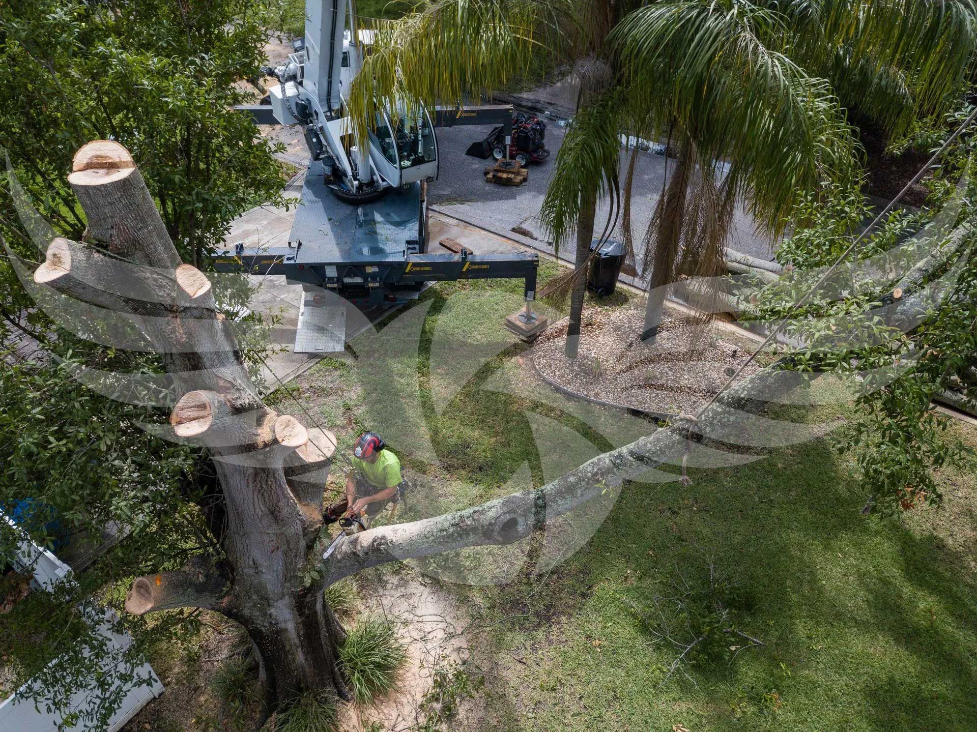 An aerial view of a tree being cut down by a crane.
