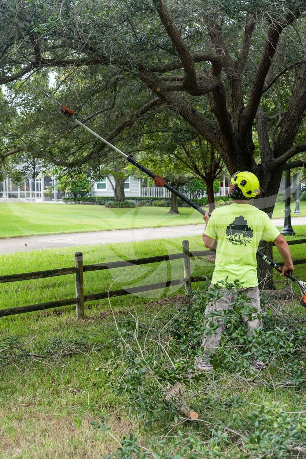 A man is cutting a tree with a pole saw.