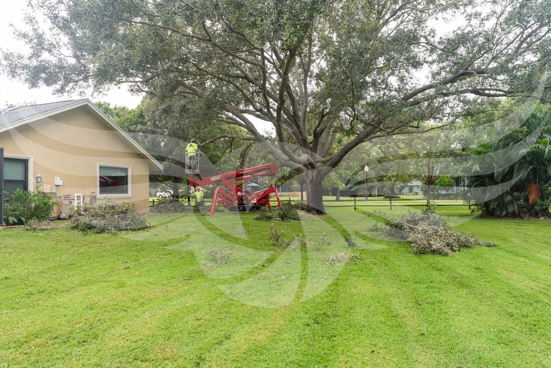 A house with a fallen tree in front of it.