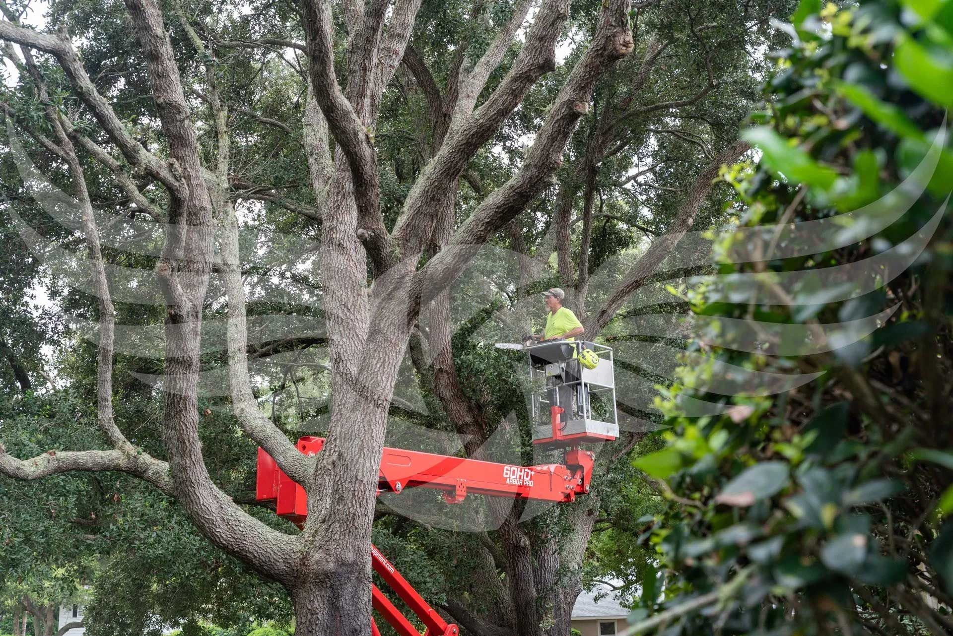 A man is cutting a tree with a crane.