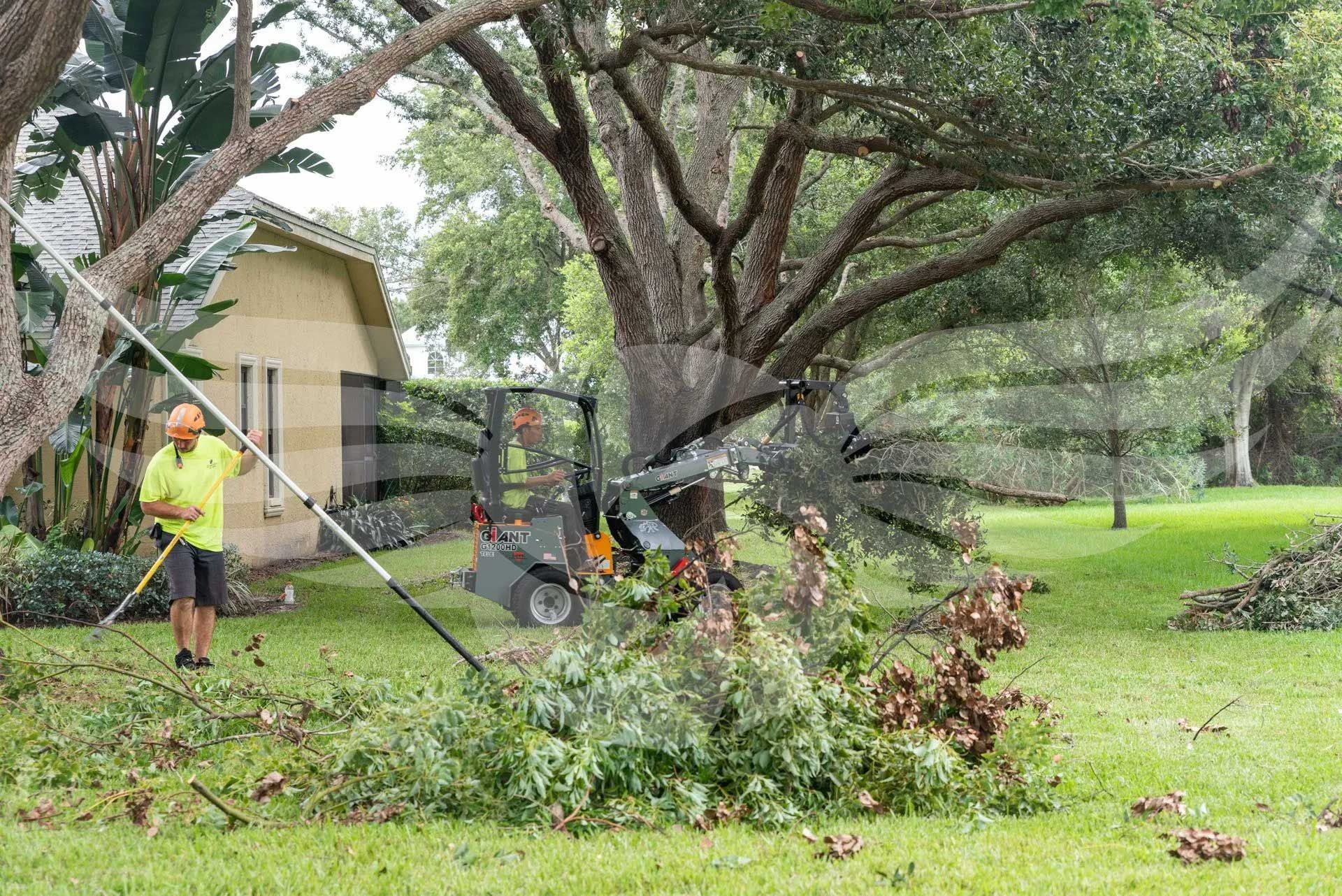 A man is cutting a tree in a yard with a rake.