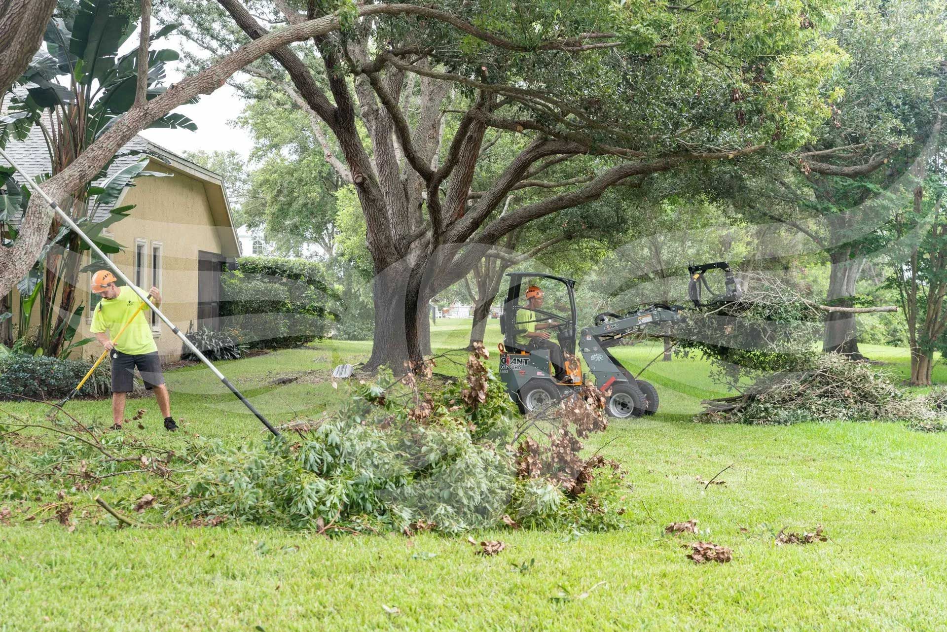 A man is raking leaves from a lawn in front of a house.