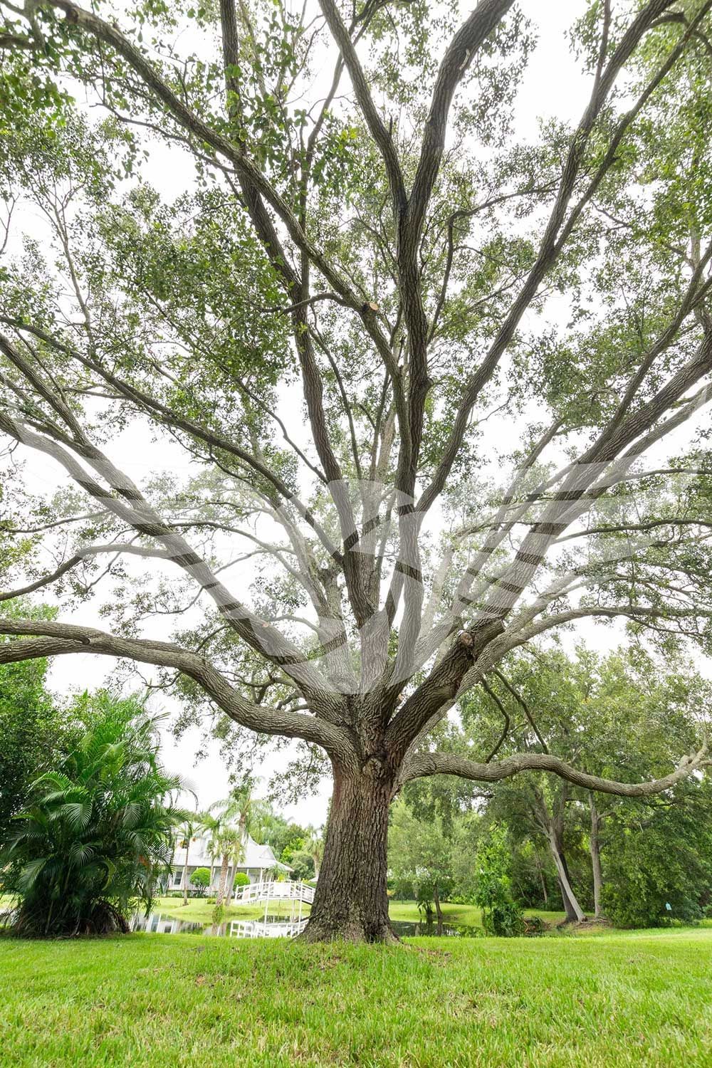 A large tree in a park with lots of branches and leaves.