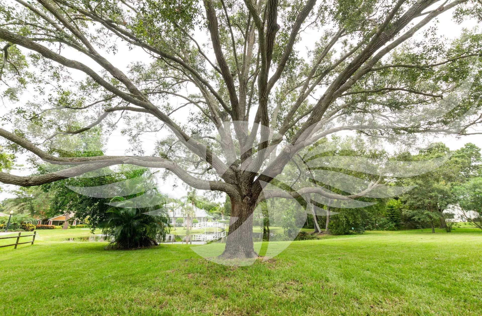 A large tree in a park with lots of branches and leaves.