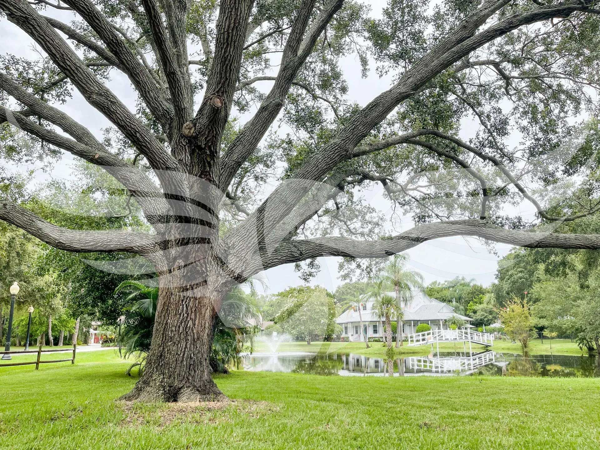 A large tree in a park with a gazebo in the background.